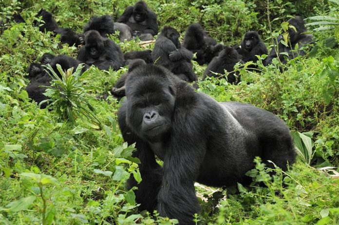 Mgahinga National Park