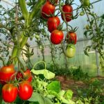 growing-tomatoes